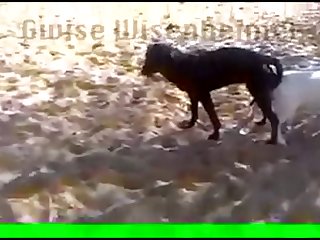 29.dog Knotted To Goat