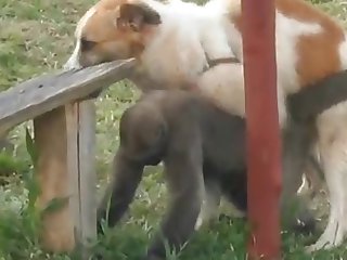 9.dog Fucking Monkey