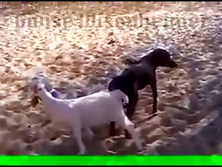 29.dog Knotted To Goat