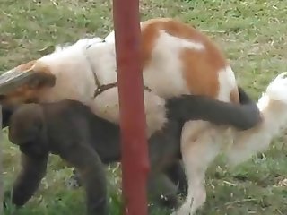 9.dog Fucking Monkey