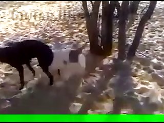29.dog Knotted To Goat