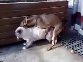 17.dog Fucking Cat