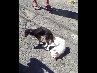 2.dog And Cat Knotted