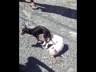 2.dog And Cat Knotted