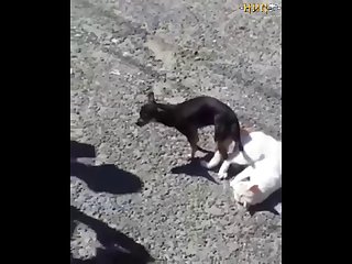 2.dog And Cat Knotted