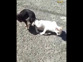 2.dog And Cat Knotted