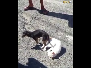 2.dog And Cat Knotted