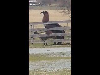 14.lama Fucking Goat