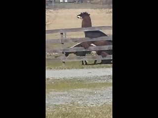 14.lama Fucking Goat