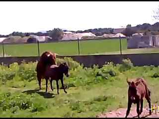 38.bull Fucking Horse