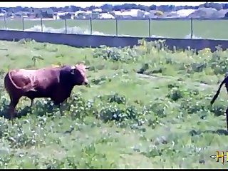 38.bull Fucking Horse