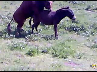 38.bull Fucking Horse