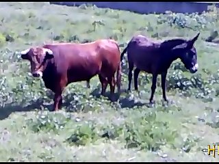 38.bull Fucking Horse