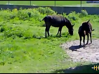 38.bull Fucking Horse