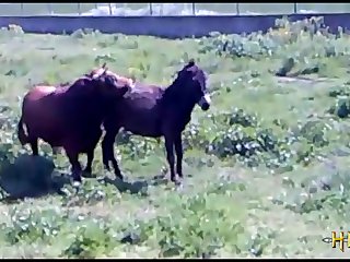 38.bull Fucking Horse