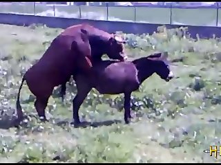 38.bull Fucking Horse