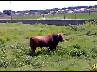 38.bull Fucking Horse