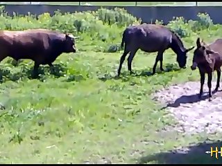 38.bull Fucking Horse