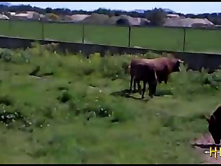 38.bull Fucking Horse