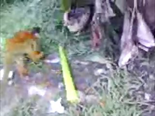 33.monkey Fucking Chicken