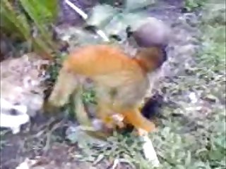 33.monkey Fucking Chicken