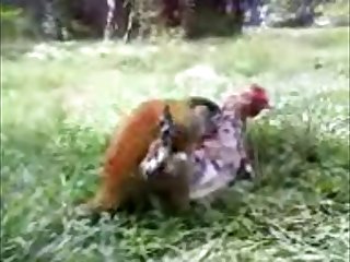 33.monkey Fucking Chicken