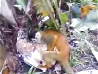 33.monkey Fucking Chicken