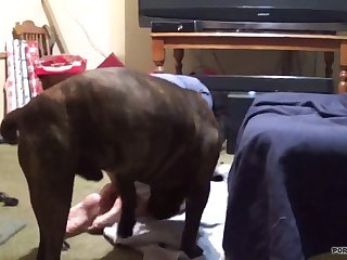 Guy Having Sex With Animal