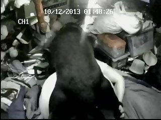 Porno Animal Orgy