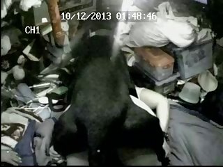 Porno Animal Orgy