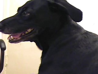 Porno Animal Gratis Free Porn