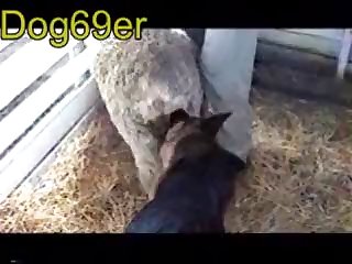 Madura Con Perro Zoofilia