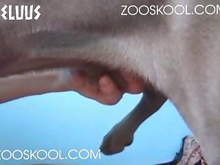 Zooskool Anna Swedish Lover