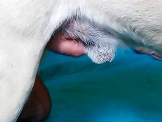Zoo Amat New 20 Excell Blowjob compilation