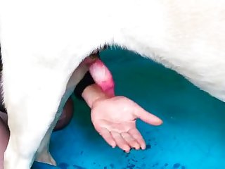 Zoo Amat New 20 Excell Blowjob compilation