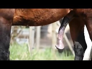 Dik 1