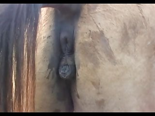 Madonna Vs Stallion Scene 01
