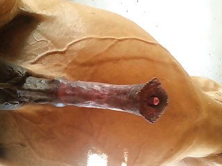 Under Horse Beastforum Geles Masturbation