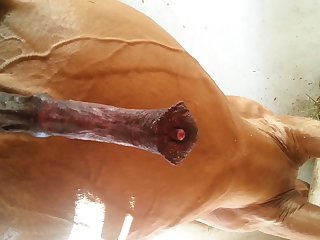 Under Horse Beastforum Geles Masturbation