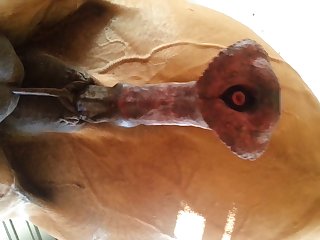 Under Horse Beastforum Geles Masturbation