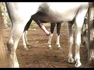 Stallion Hot