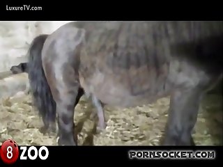 A Quick Fun At The Farm