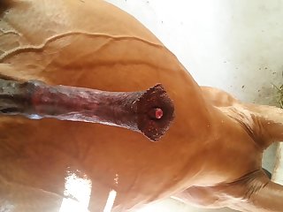 Under Horse Beastforum Geles Masturbation