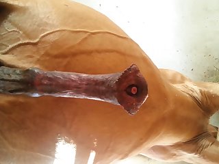 Under Horse Beastforum Geles Masturbation