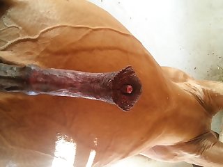 Under Horse Beastforum Geles Masturbation