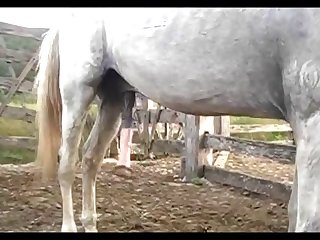 Stallion Hot