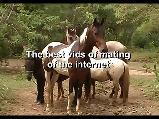 The Best Of Stallion Hot
