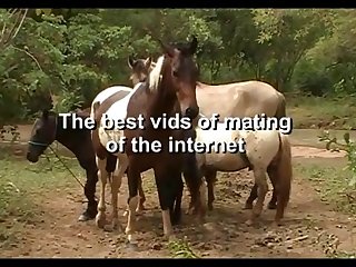 The Best Of Stallion Hot