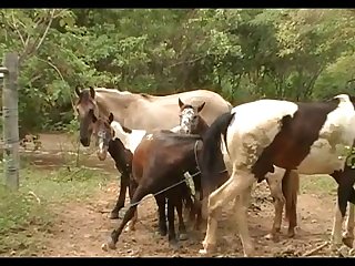 The Best Of Stallion Hot