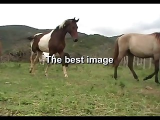 The Best Of Stallion Hot